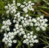 fleurs en ombelle