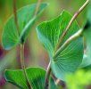 feuilles terminales