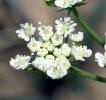 fleur détail