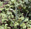feuille