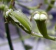 fruits détail