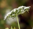involucelle pendante