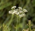involucelle des l'ombellules