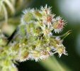 fruits détail