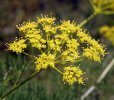 ombelle en fleur