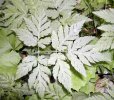 Feuille