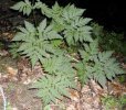 Plante entière non fleurie