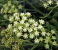 fleur détail