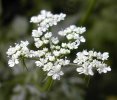 fleur en ombelle