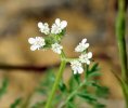 Fleurs en ombelle