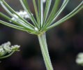 involucre