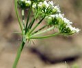 involucre