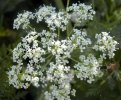 fleur en ombelle