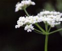 fleur détail