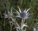 ombelle et involucre