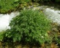 plante entière dans son milieu