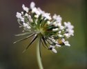 involucelle de l'ombellule