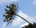 involucre