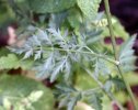 feuille caulinaire