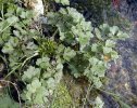 feuille en rosette