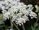 fleur détail