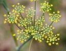 fleur détail