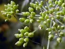 fruits