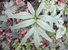 feuille