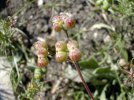 fruits