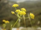involucelle et involucelles
