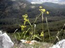 plante entière