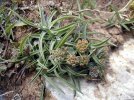 plante entière en fleur