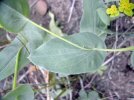 feuille caulinaire