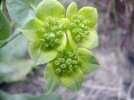 ombelle en fruit