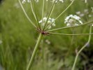 Involucre