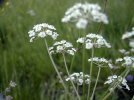involucelle de l'ombellule