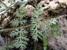 Feuille