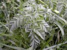 Feuille