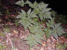 Plante entière non fleurie