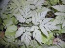Feuille