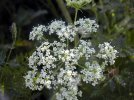 ombelle