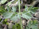 feuille caulinaire