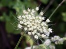 fleur détail