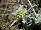 fleur en capitule