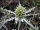 involucre