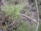 petiole