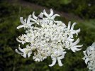 fleur détail