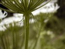 involucre