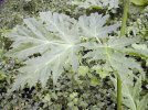 feuille caulinaire