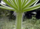 pilosité de la tige et involucelle